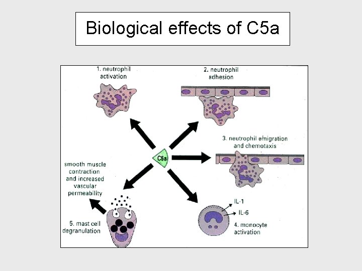 Biological effects of C 5 a 