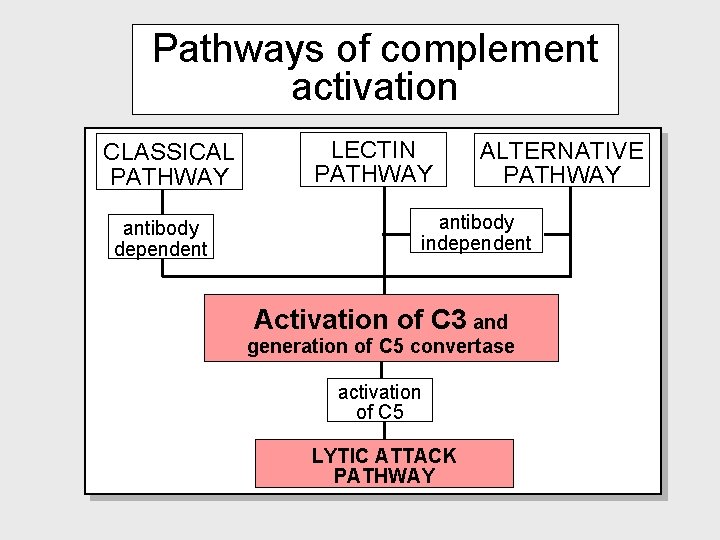 Pathways of complement activation CLASSICAL PATHWAY antibody dependent LECTIN PATHWAY ALTERNATIVE PATHWAY antibody independent