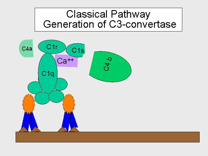 Classical Pathway Generation of C 3 -convertase C 1 r C 1 s Ca++