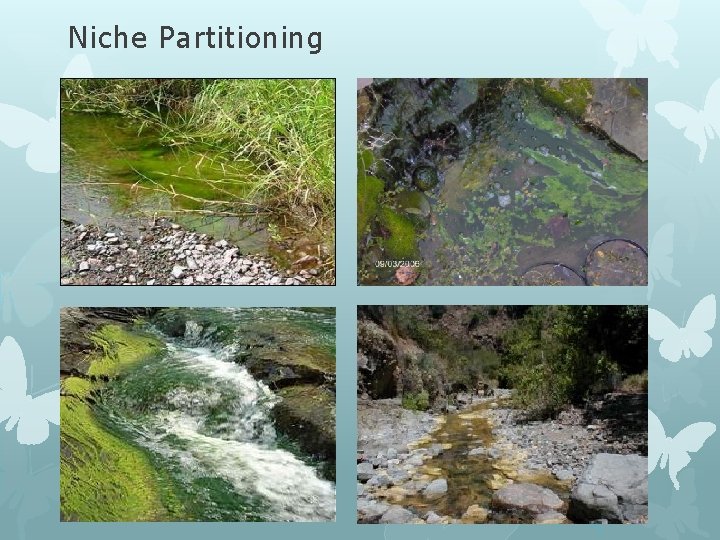 Niche Partitioning 