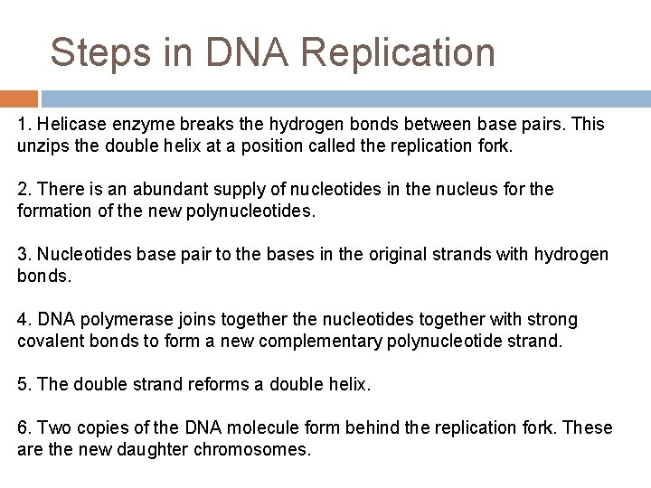 Steps in DNA Replication 1. Helicase enzyme breaks the hydrogen bonds between base pairs.