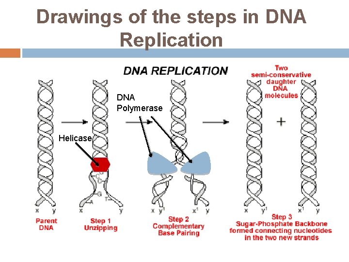 Drawings of the steps in DNA Replication DNA Polymerase Helicase 