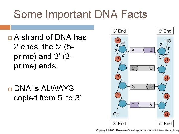 Some Important DNA Facts A strand of DNA has 2 ends, the 5’ (5