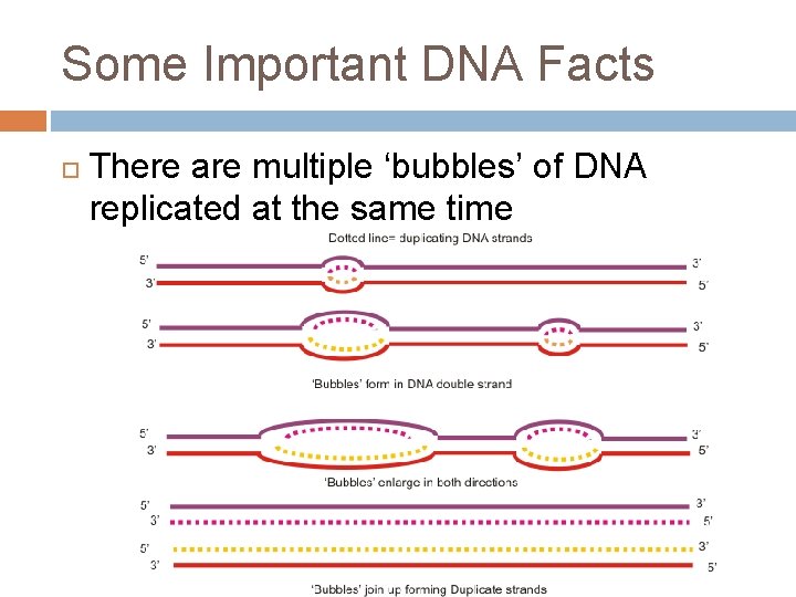Some Important DNA Facts There are multiple ‘bubbles’ of DNA replicated at the same