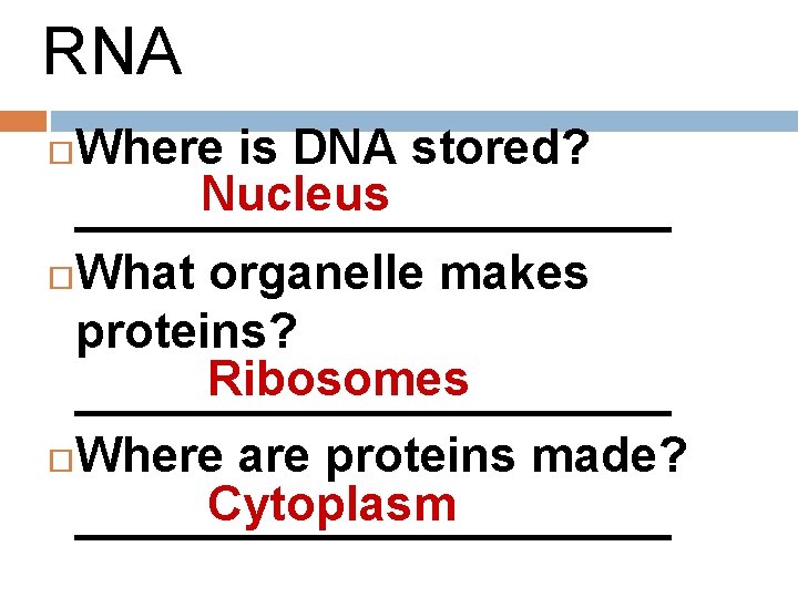 RNA Where is DNA stored? Nucleus ___________ What organelle makes proteins? Ribosomes ___________ Where