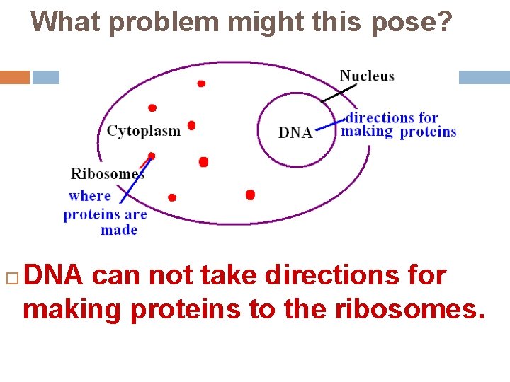 What problem might this pose? DNA can not take directions for making proteins to