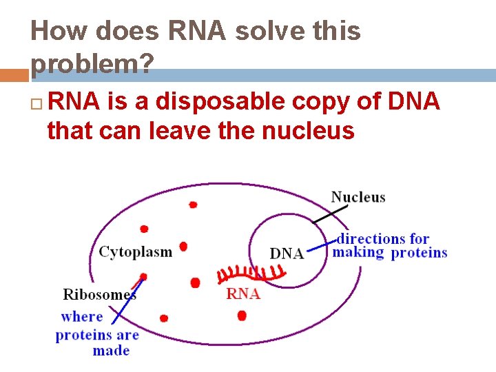 How does RNA solve this problem? RNA is a disposable copy of DNA that