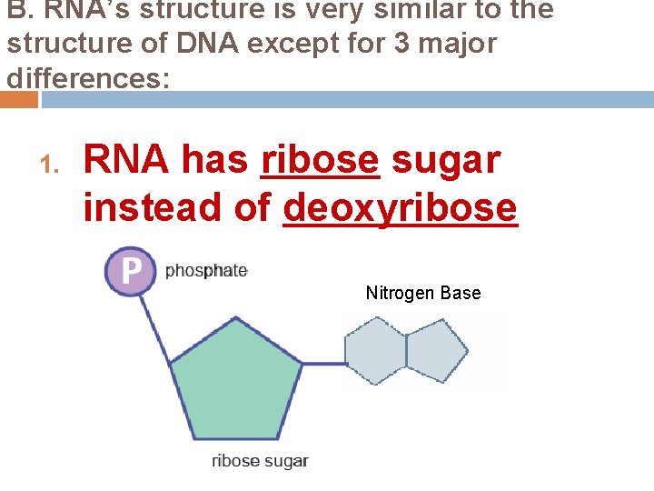B. RNA’s structure is very similar to the structure of DNA except for 3