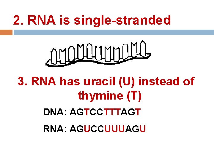 2. RNA is single-stranded 3. RNA has uracil (U) instead of thymine (T) DNA: