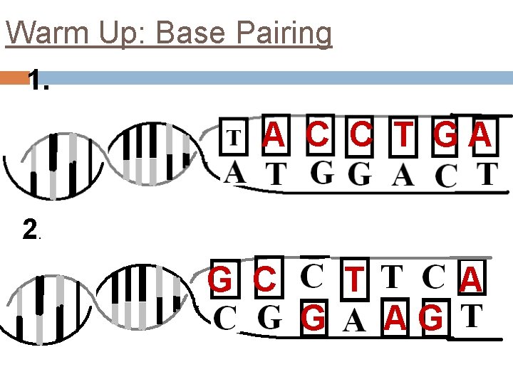 Warm Up: Base Pairing 1. A C C T GA 2. G C T
