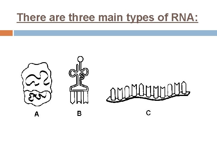 There are three main types of RNA: 