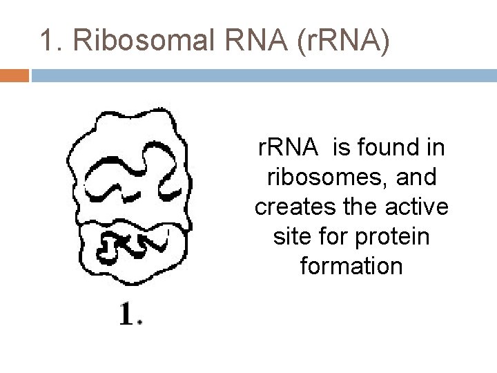 1. Ribosomal RNA (r. RNA) r. RNA is found in ribosomes, and creates the