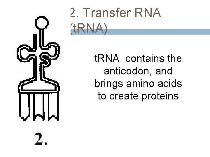 2. Transfer RNA (t. RNA) t. RNA contains the anticodon, and brings amino acids