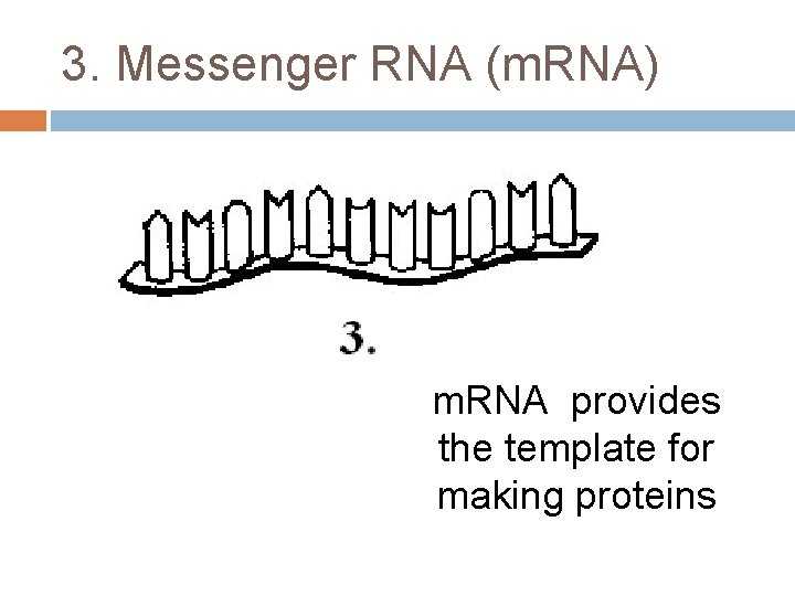 3. Messenger RNA (m. RNA) m. RNA provides the template for making proteins 