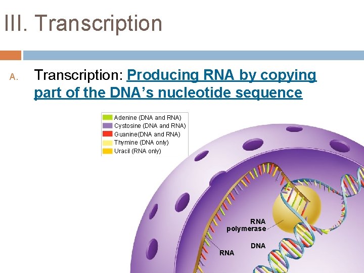 III. Transcription A. Transcription: Producing RNA by copying part of the DNA’s nucleotide sequence
