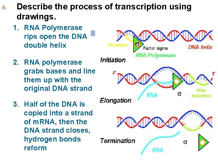 B. Describe the process of transcription using drawings. 1. RNA Polymerase rips open the