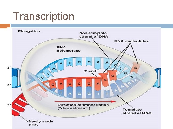 Transcription 