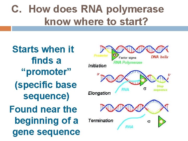 C. How does RNA polymerase know where to start? Starts when it finds a