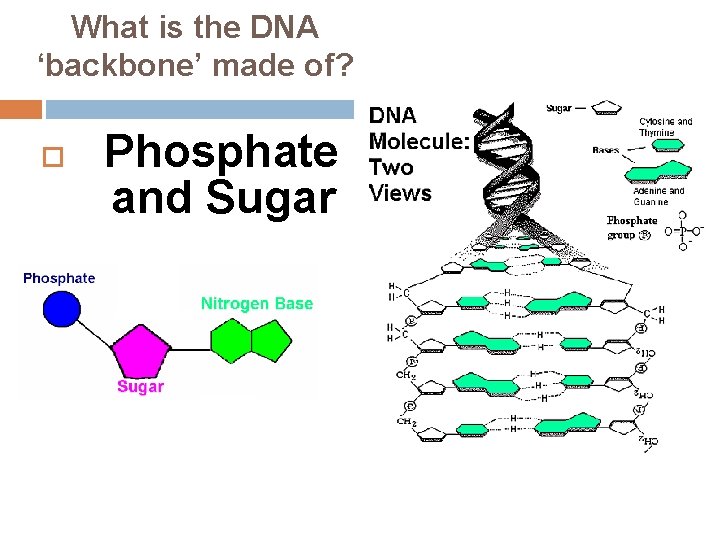 What is the DNA ‘backbone’ made of? Phosphate and Sugar 