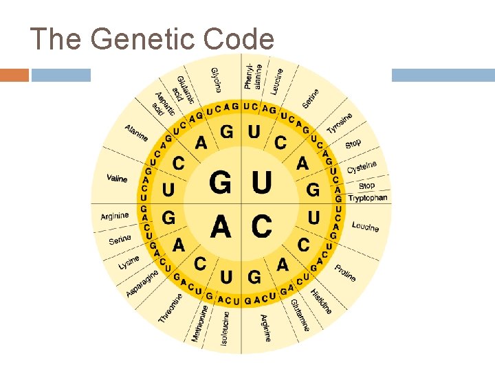 The Genetic Code 