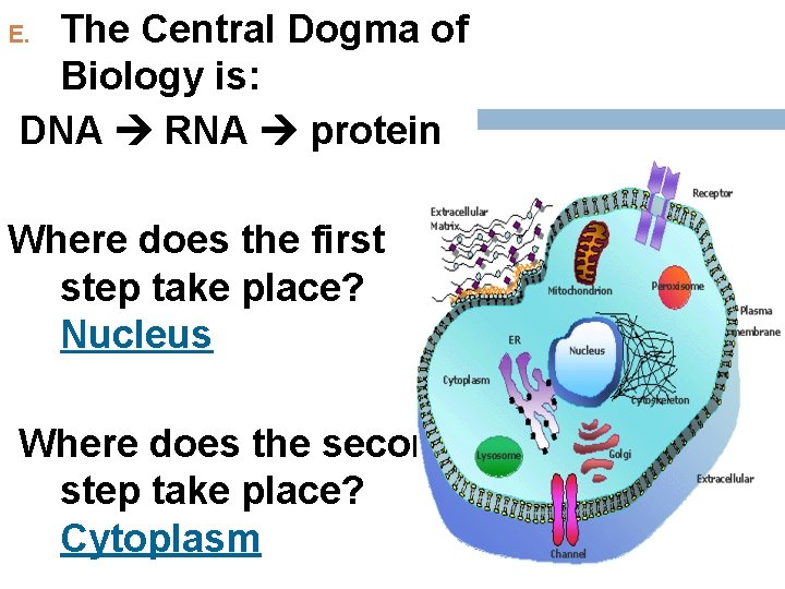 The Central Dogma of Biology is: DNA RNA protein E. Where does the first