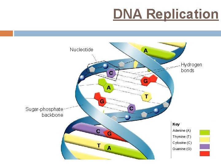 DNA Replication Nucleotide Hydrogen bonds Sugar-phosphate backbone Key Adenine (A) Thymine (T) Cytosine (C)