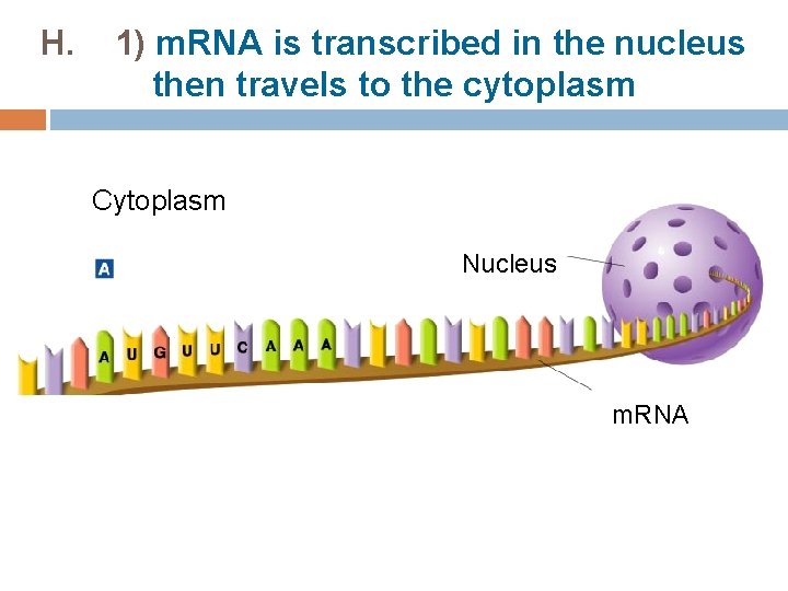 H. 1) m. RNA is transcribed in the nucleus then travels to the cytoplasm