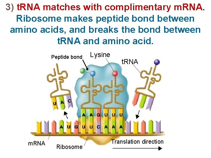 3) t. RNA matches with complimentary m. RNA. Ribosome makes peptide bond between amino