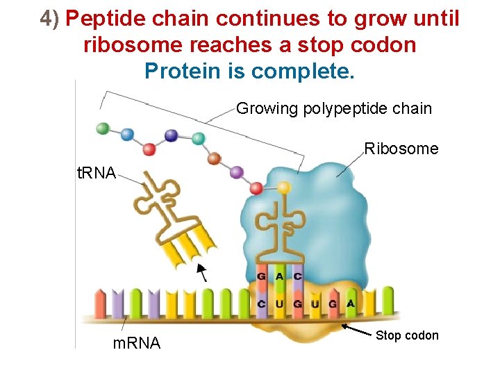4) Peptide chain continues to grow until ribosome reaches a stop codon Protein is