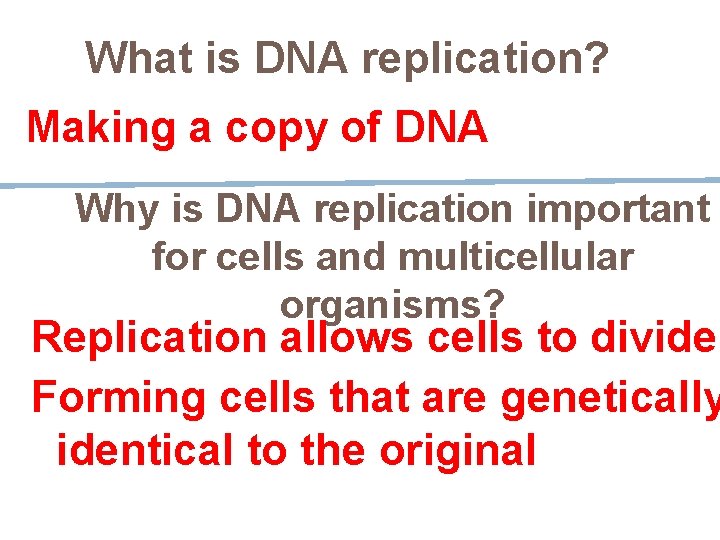 What is DNA replication? Making a copy of DNA Why is DNA replication important