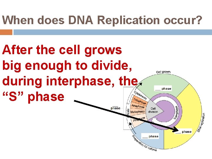 When does DNA Replication occur? After the cell grows big enough to divide, during