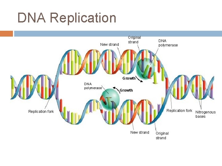 DNA Replication New strand Original strand DNA polymerase Growth Replication fork Nitrogenous bases Replication