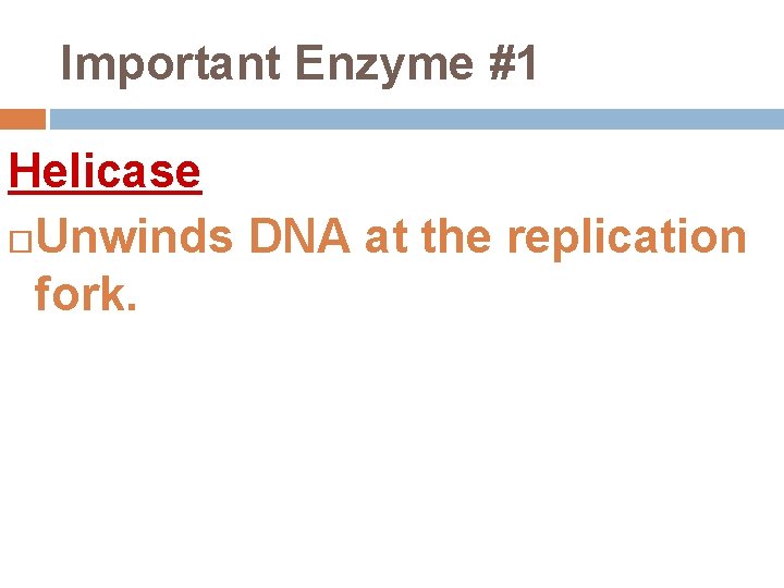 Important Enzyme #1 Helicase Unwinds DNA at the replication fork. 