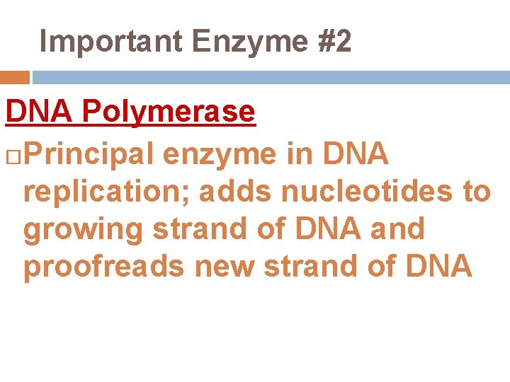 Important Enzyme #2 DNA Polymerase Principal enzyme in DNA replication; adds nucleotides to growing