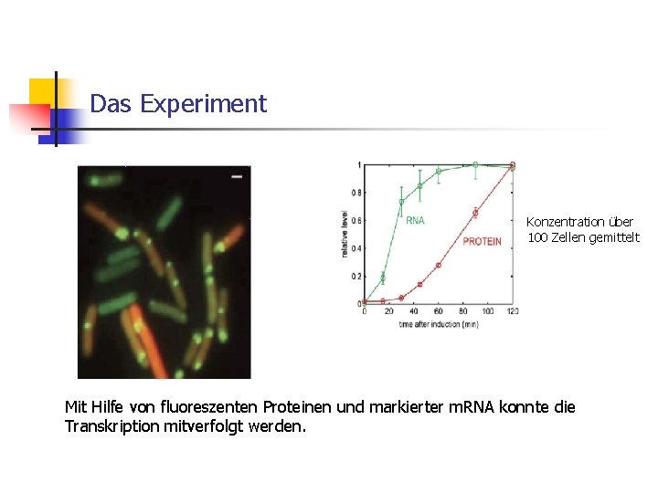 Das Experiment Konzentration über 100 Zellen gemittelt Mit Hilfe von fluoreszenten Proteinen und markierter