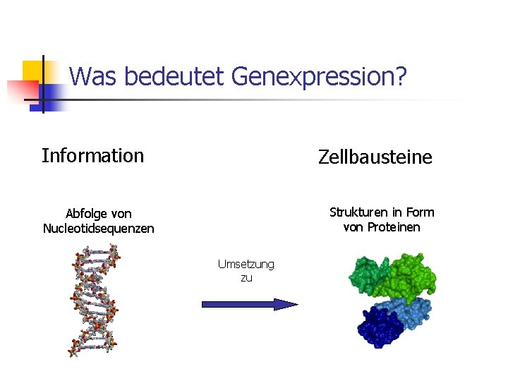 Was bedeutet Genexpression? Information Zellbausteine Strukturen in Form von Proteinen Abfolge von Nucleotidsequenzen Umsetzung