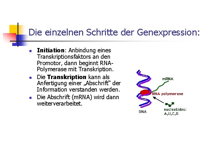 Die einzelnen Schritte der Genexpression: n n n Initiation: Anbindung eines Transkriptionsfaktors an den