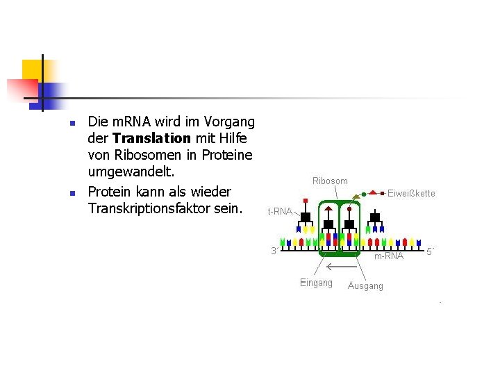 n n Die m. RNA wird im Vorgang der Translation mit Hilfe von Ribosomen