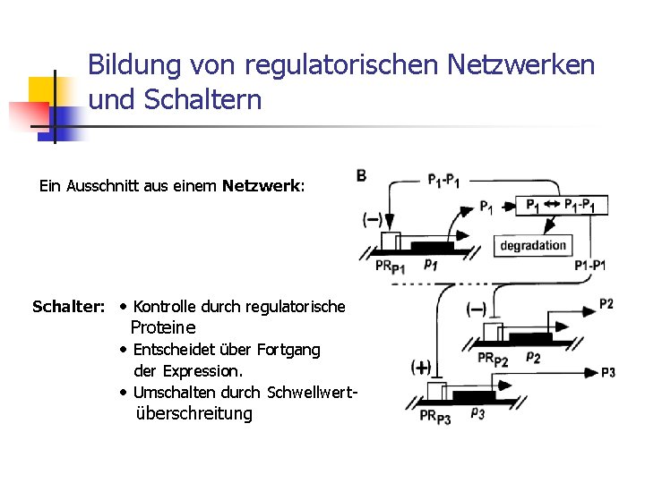 Bildung von regulatorischen Netzwerken und Schaltern Ein Ausschnitt aus einem Netzwerk: Schalter: • Kontrolle