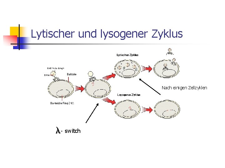 Lytischer und lysogener Zyklus Nach einigen Zellzyklen switch 