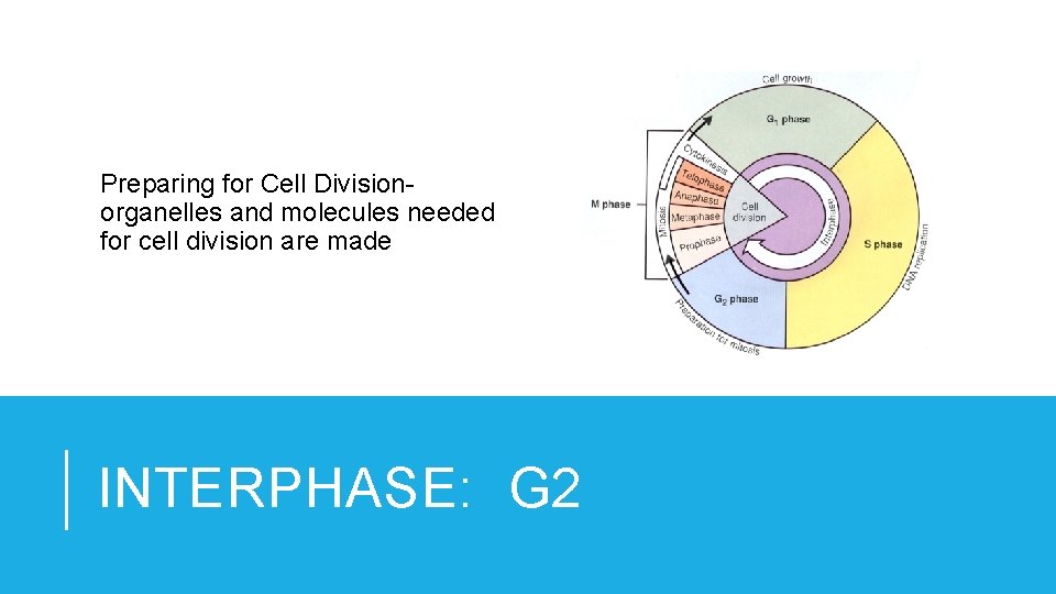Preparing for Cell Divisionorganelles and molecules needed for cell division are made INTERPHASE: G
