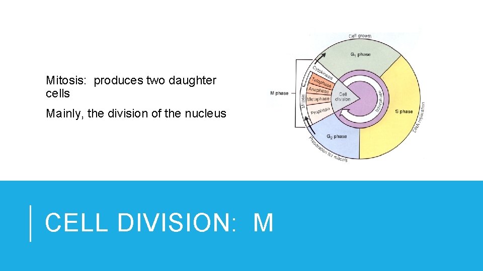 Mitosis: produces two daughter cells Mainly, the division of the nucleus CELL DIVISION: M