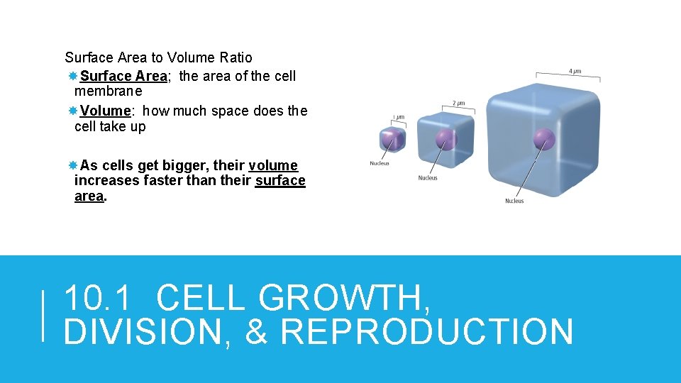 Surface Area to Volume Ratio Surface Area; the area of the cell membrane Volume: