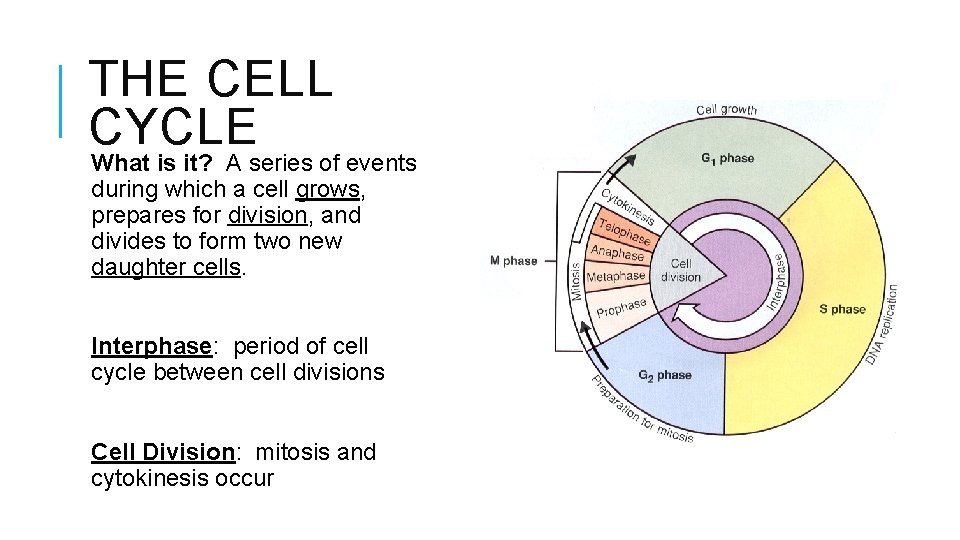 THE CELL CYCLE What is it? A series of events during which a cell