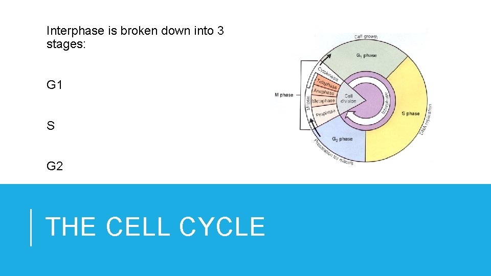 Interphase is broken down into 3 stages: G 1 S G 2 THE CELL