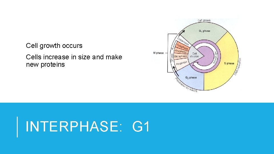 Cell growth occurs Cells increase in size and make new proteins INTERPHASE: G 1