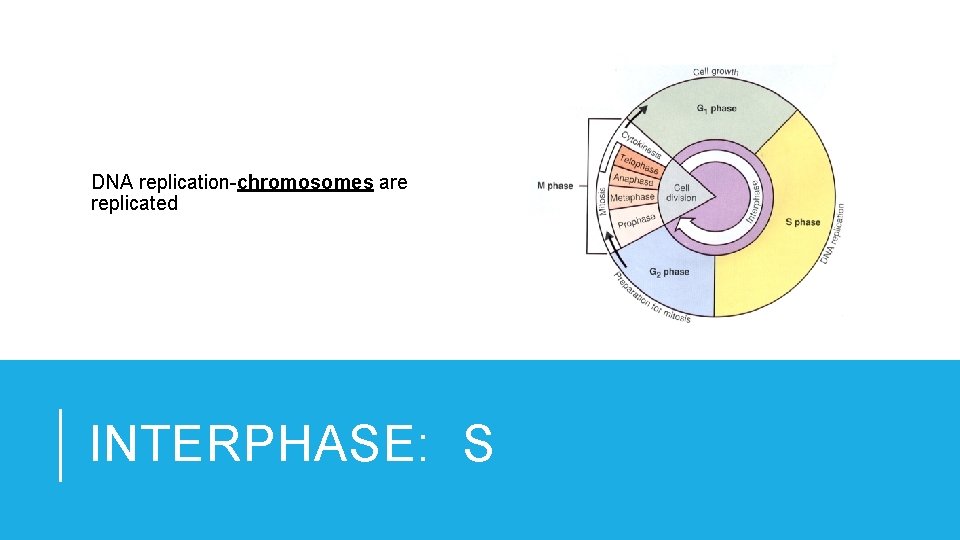 DNA replication-chromosomes are replicated INTERPHASE: S 