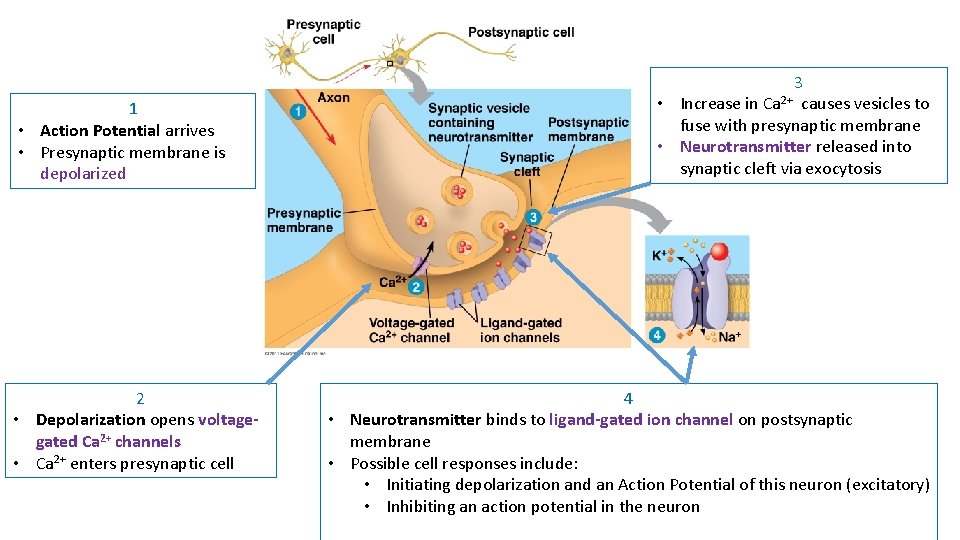 1 • Action Potential arrives • Presynaptic membrane is depolarized 2 • Depolarization opens