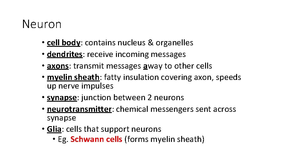 Neuron • cell body: contains nucleus & organelles • dendrites: receive incoming messages •