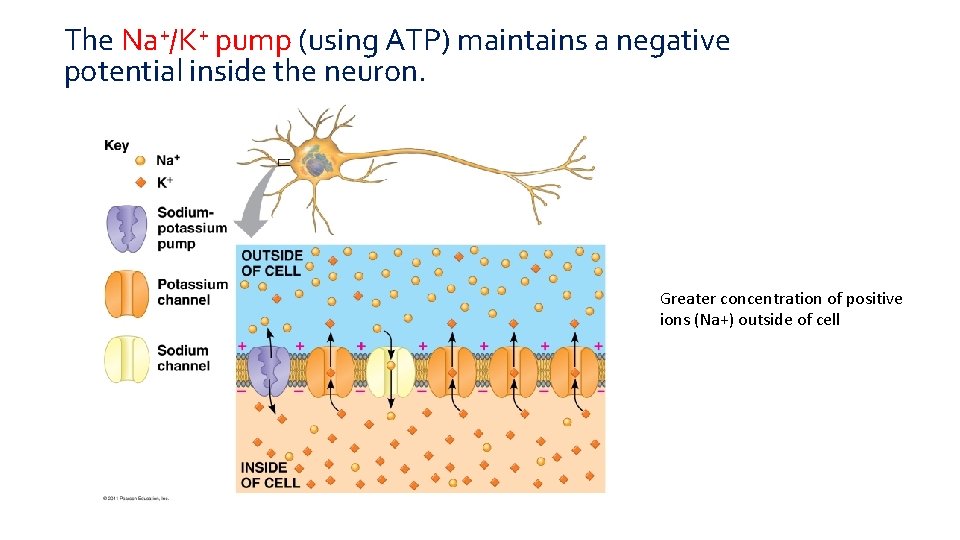 The Na+/K+ pump (using ATP) maintains a negative potential inside the neuron. Greater concentration
